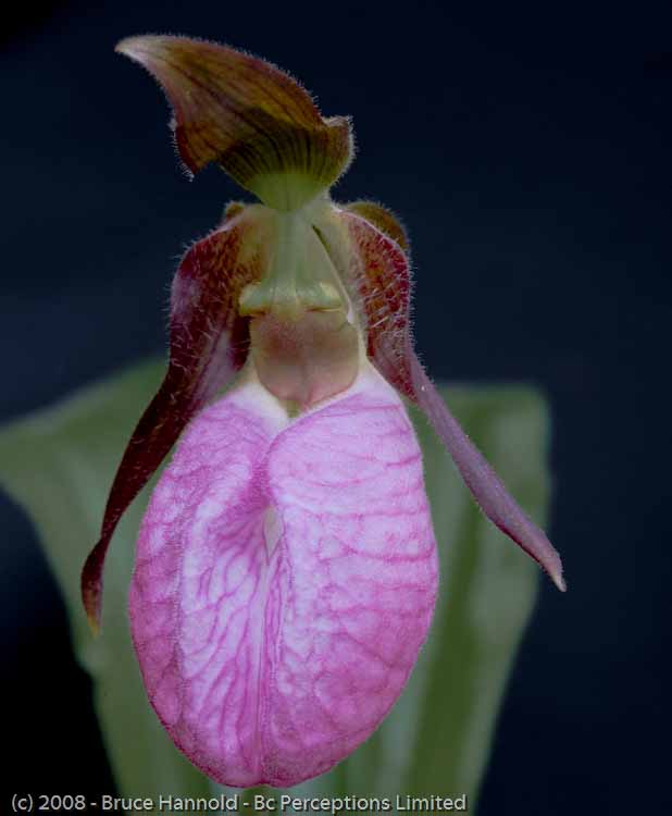 LADY IN PINK